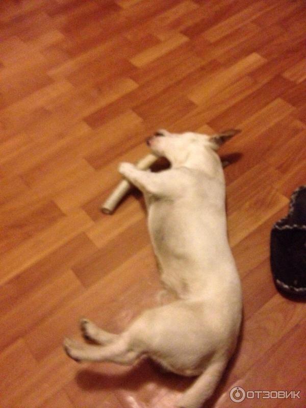 Кайфует Джек Рассел и рог оленя