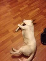 Лакомство для собак Doggie Delicacy "Рога северного оленя" фото