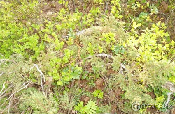 Соловецкие острова (Россия, Архангельская область) фото