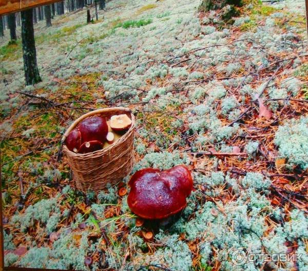 Персональная фотовыставка ИШь! Игоря Шубина в Пермской Арт-резиденции (Россия, Пермь)