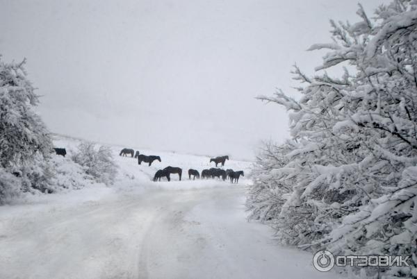 мустанги