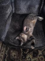 Гигиенический наполнитель для кошачьего туалета Котоffей фото