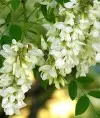 Acacia