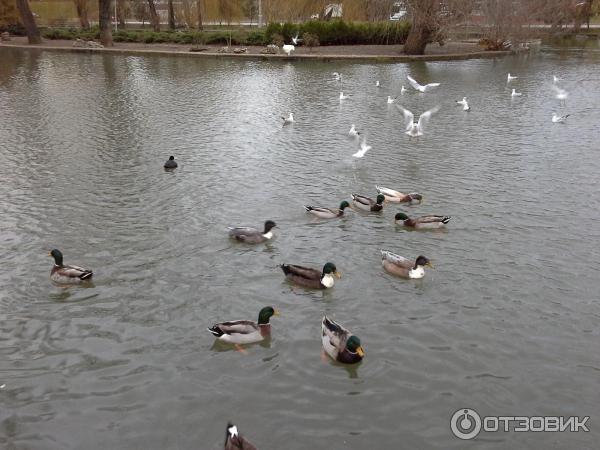 пруд городской сад краснодар