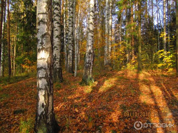 Павловский парк осень