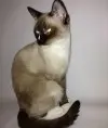 dmimi