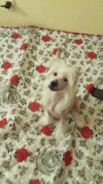 Голая Китайская хохлатая собака фото