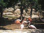 Зоопарк Bird and Animal Park (Кипр, Пафос) фото