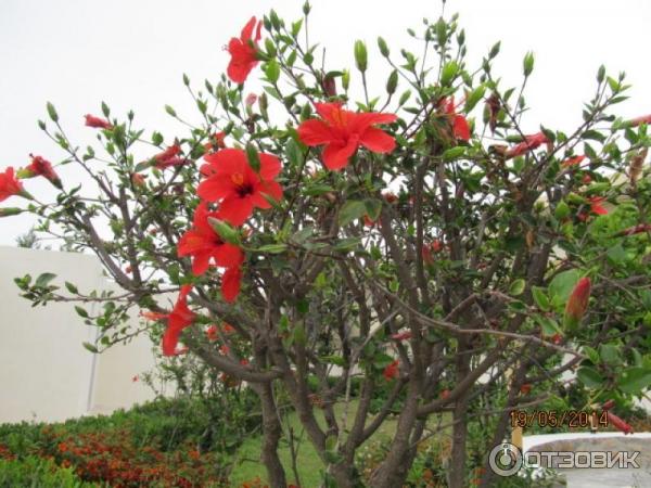 Отель Sun Beach Lindos 3* (Греция о. Родос) фото
