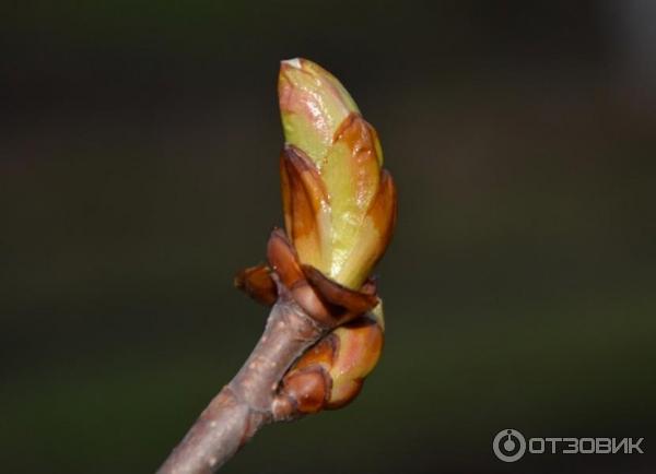 Фотография почки при режиме М