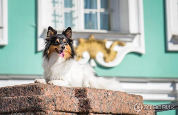 Шелти КатрилонС Глориус Виктори