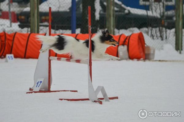 Шелти КатрилонС Глориус Виктори