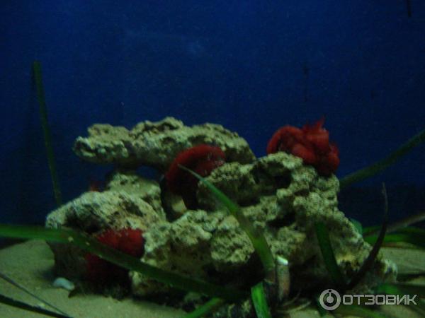 Океанариум Cretaquarium (Греция, о. Крит) фото