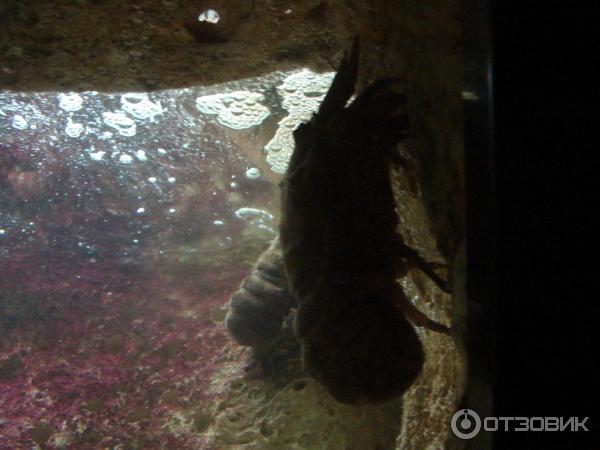 Океанариум Cretaquarium (Греция, о. Крит) фото