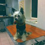 Голая Китайская хохлатая собака фото