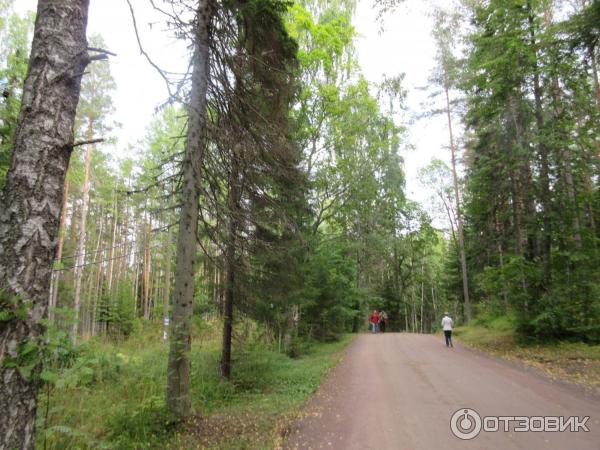 дорога