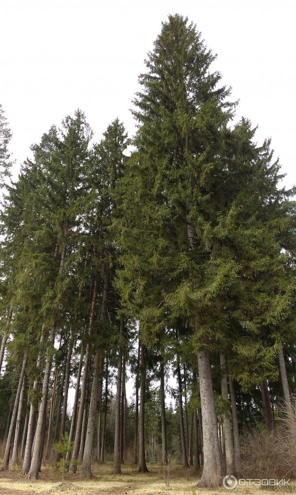 Парк-отель Воробьи (Россия, Обнинск) фото