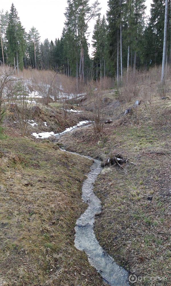 Парк-отель Воробьи (Россия, Обнинск) фото