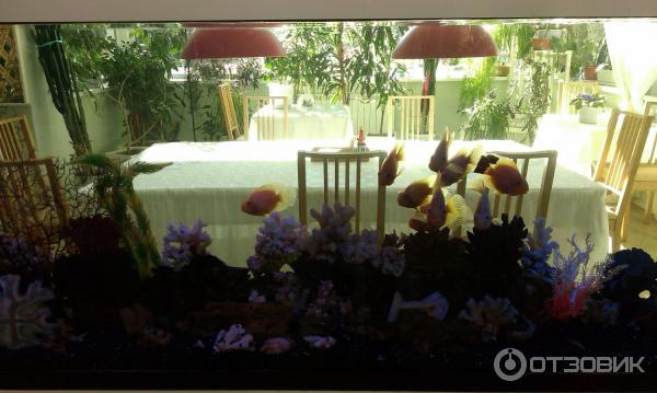 Парк-отель Воробьи (Россия, Обнинск) фото