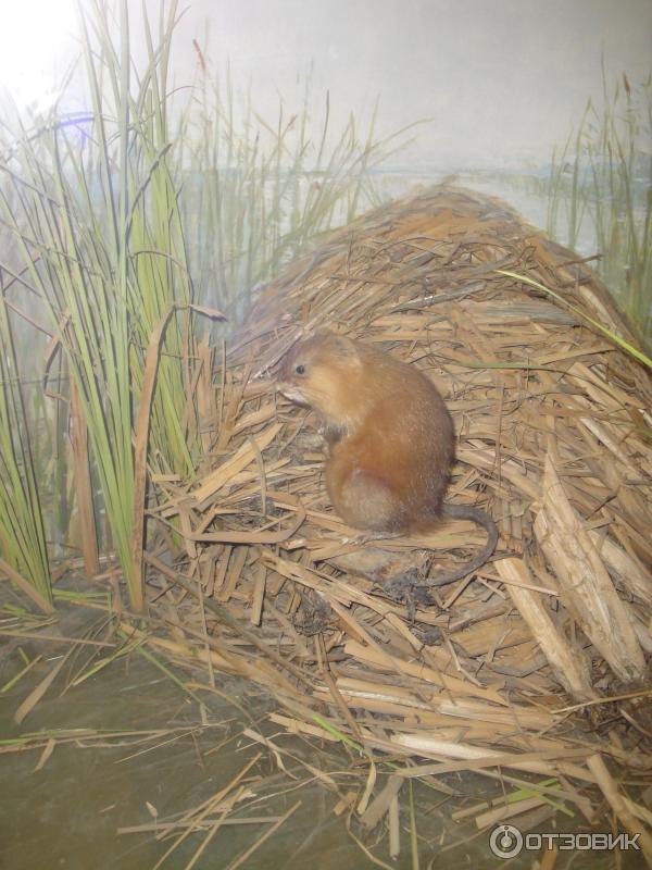 Национальный музей Республики Татарстан (Россия) фото