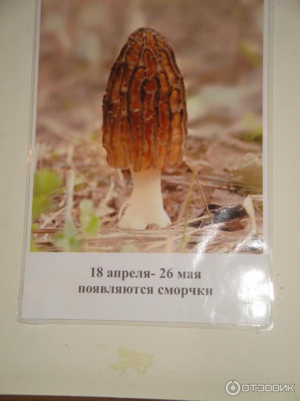 Национальный музей Республики Татарстан (Россия) фото