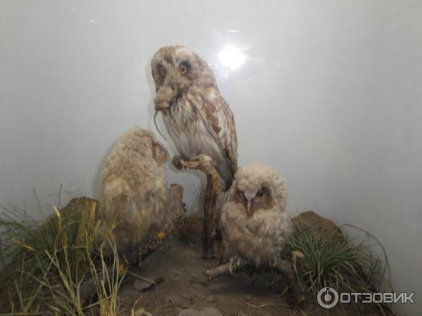 Национальный музей Республики Татарстан (Россия) фото