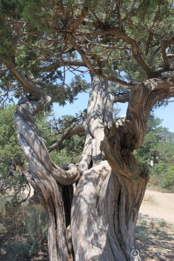 Царский пляж (Голубая бухта) (Россия, Крым) фото