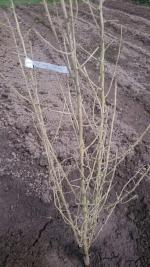 Dobri-sad.ru - Питомник саженцев "Добрый сад" фото