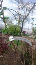 Dobri-sad.ru - Питомник саженцев "Добрый сад" фото