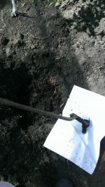 Dobri-sad.ru - Питомник саженцев "Добрый сад" фото