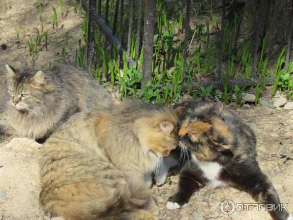 Кошки рядом с церковью Св. великомученицы Екатерины в Славянке