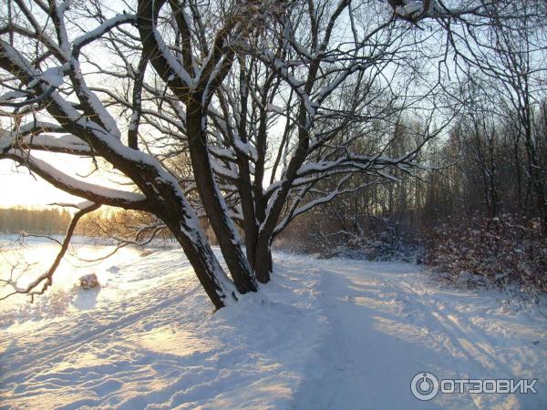 Южно-Приморский парк (Россия, Санкт-Петербург) фото