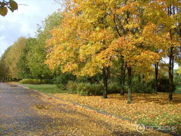 Южно-Приморский парк (Россия, Санкт-Петербург) фото