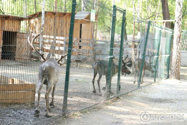 Контактный зоопарк в ЦПКиО им. В. В. Маяковского (Россия, Екатеринбург) фото