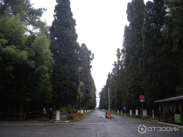 Аллея курортов Пицунда