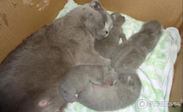 Сухой корм для беременных кошек и котят до года Mother & Babycat Royal Canin фото