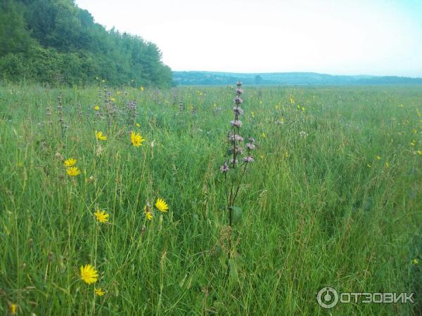 пойменные луга