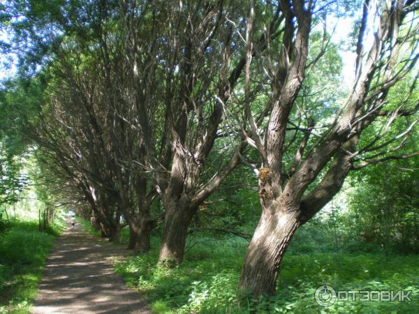 Ботанический сад УрО РАН (Россия, Екатеринбург) фото