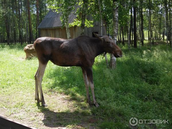 Лосиная биостанция (Россия, Мытищи) фото