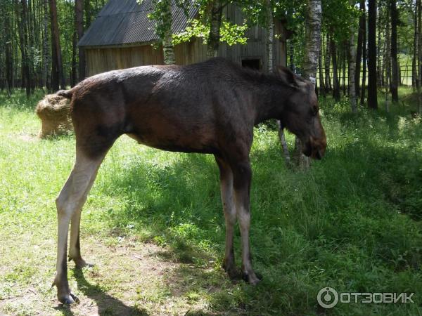 Лосиная биостанция (Россия, Мытищи) фото