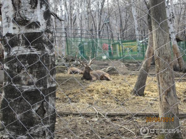 Дальневосточный зоосад им. В. П. Сысоева (Россия, Хабаровск) фото