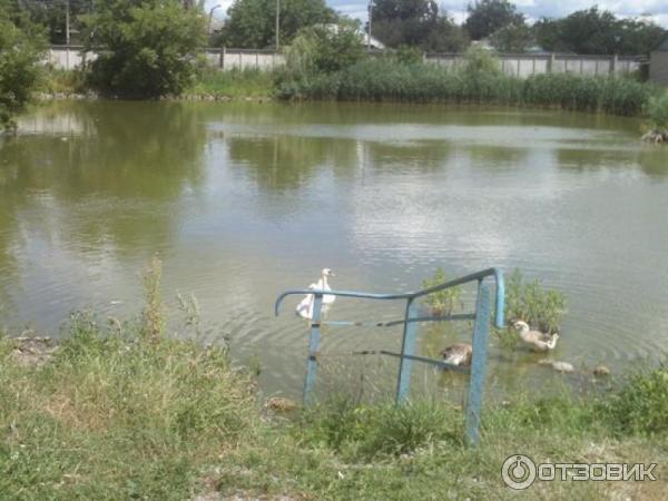 Зоопарк города Мена (Украина, Черниговская область) фото