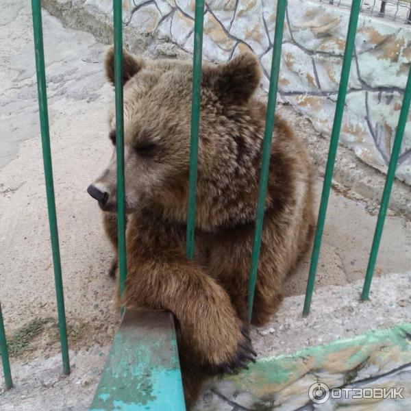 Медведь Геленджик