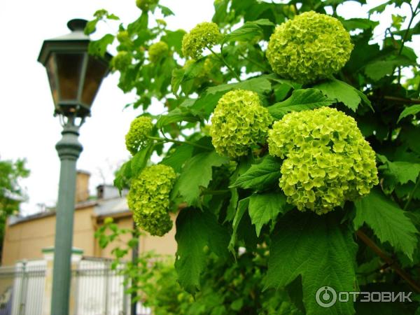 Польский сад Державина - цветущие кусты