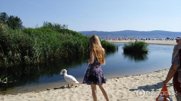 Курорт Солнечный берег (Болгария) фото