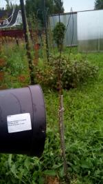 Dobri-sad.ru - Питомник саженцев "Добрый сад" фото