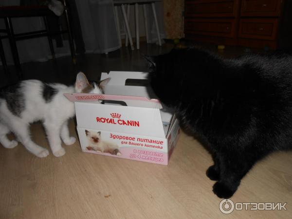 Набор Royal Canin Kitten фото