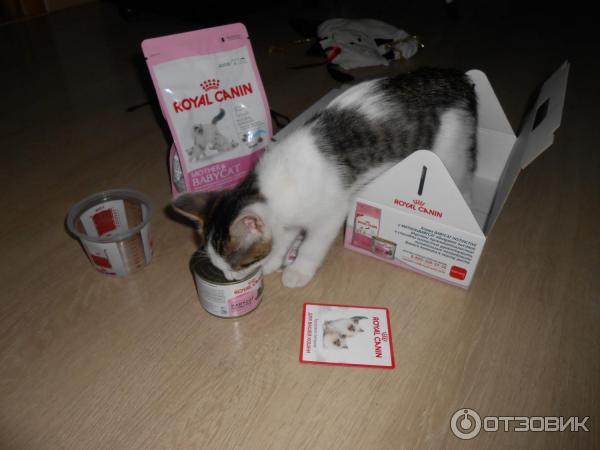 Набор Royal Canin Kitten фото