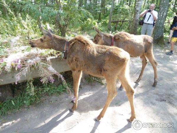 Сумароковская лосиная ферма (Россия, Костромская область) фото