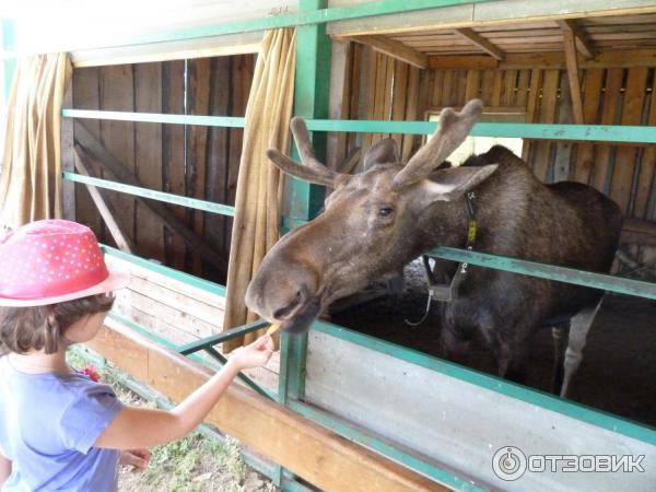 Сумароковская лосиная ферма (Россия, Костромская область) фото